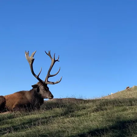 Brandacher Appartement *