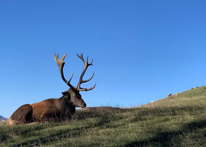 Brandacher Apartamento *